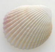 贝贝电子邮件采集器下载V3.0.9 绿色版官方下载