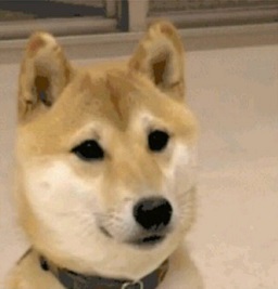 三只柴犬出列表情包gif下载