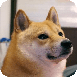 柴犬荡秋千表情包gif下载