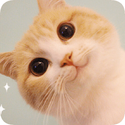 网红猫bobi酱表情包大全下载完整版