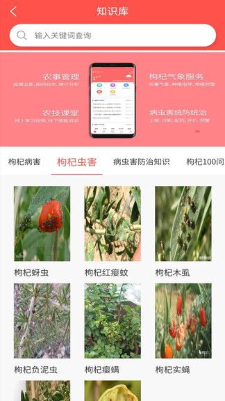 枸杞掌中宝 枸杞掌中宝app
